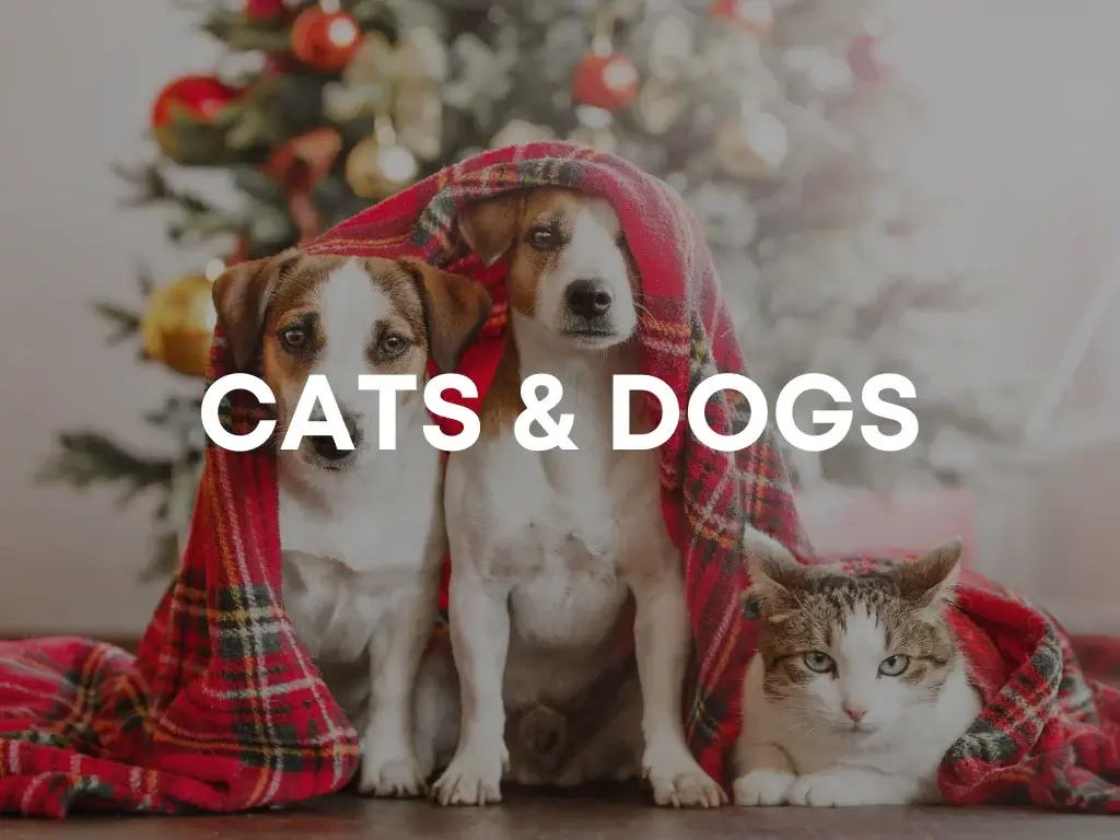 cats and dogs banner main page